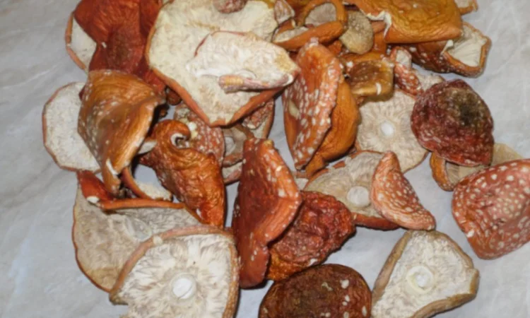 Продажа сушеного мухомора червоного - фото № 1