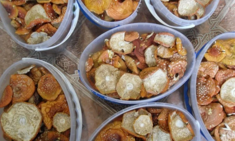 Продажа сушеного мухомора червоного - фото № 2