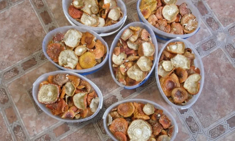 Продажа сушеного мухомора червоного - фото № 3