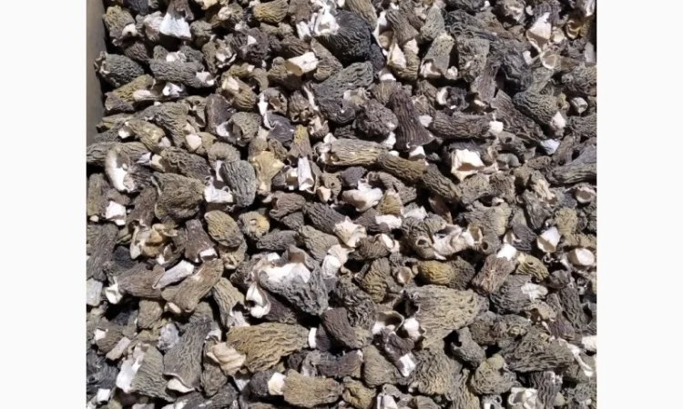 Сморчки сушеные на продажу - фото № 1