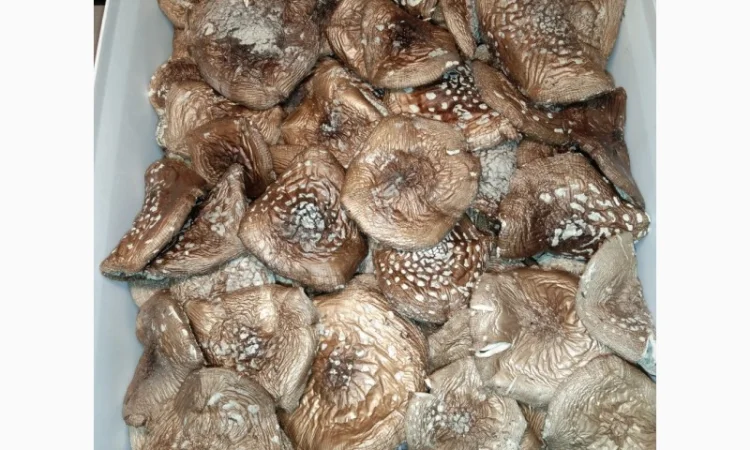 Сушені мухомори пантерні на продаж - фото № 3