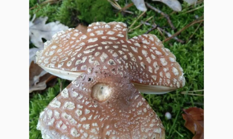 Сушені мухомори пантерні на продаж - фото № 1