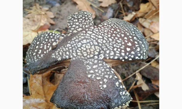 Сушені мухомори пантерні на продаж - фото № 2