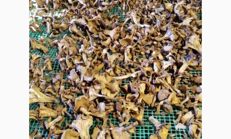 Сушеные грибы лисички на продажу - фото № 2