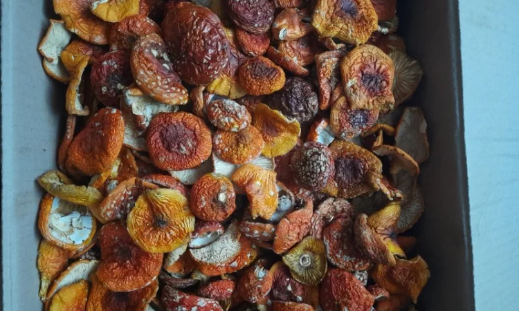 Сушеные мухоморы на продажу - фото № 1