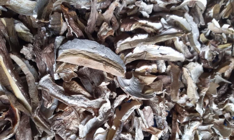 Куплю білі сушені гриби - фото № 1