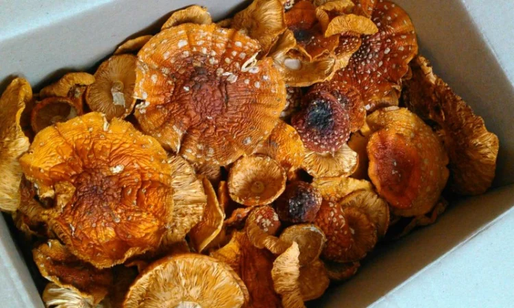 Мухомор сушений - лікувальні властивості та смак - фото № 2