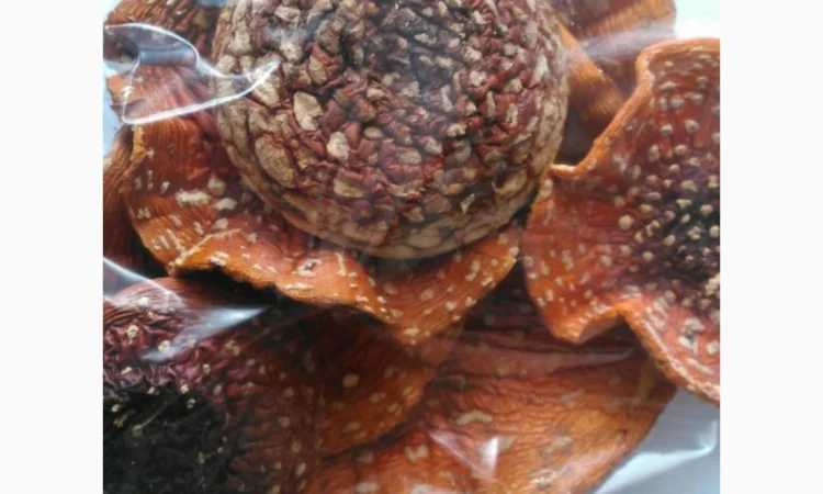 Мухомор сушений - лікувальні властивості та смак - фото № 1