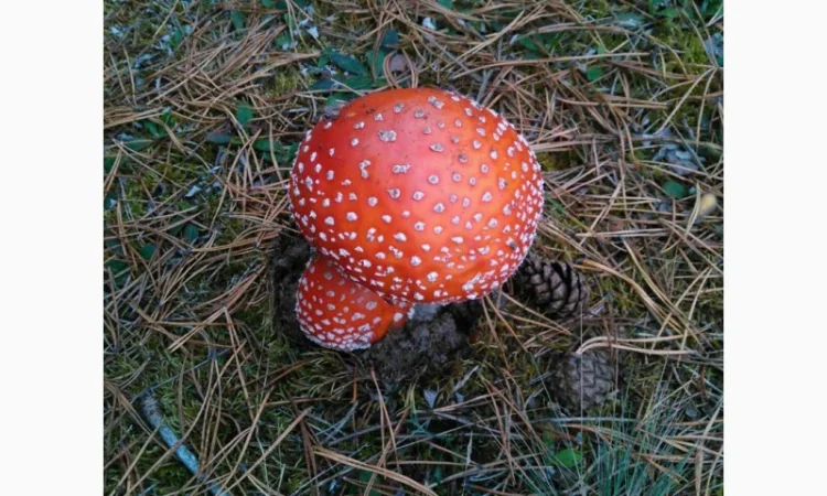 Мухомор сушений - лікувальні властивості та смак - фото № 3