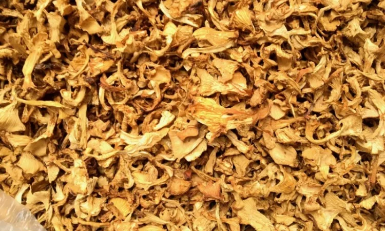 Лисичка сушеная 2021 года - фото № 1