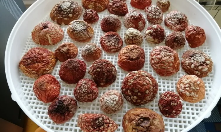 Мухомор червоний сушений відбірний - фото № 1