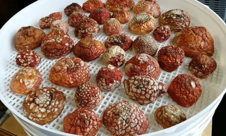 Мухомор червоний сушений відбірний - фото № 2