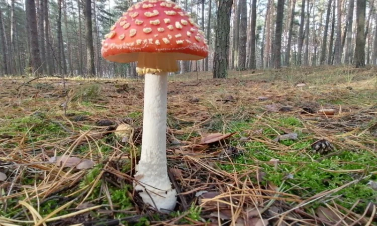 Мухомор червоний сушений відбірний - фото № 4