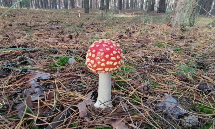 Мухомор червоний сушений відбірний - фото № 5