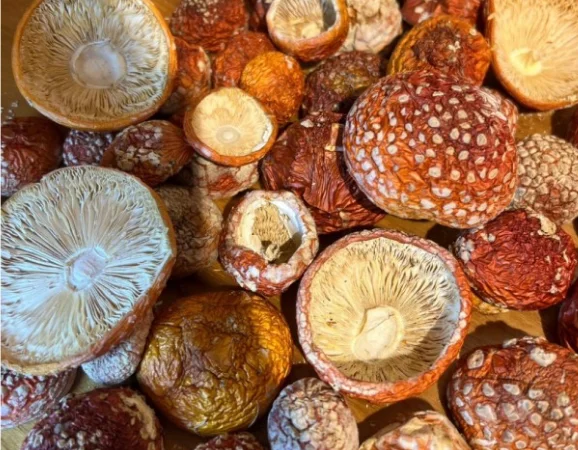 Сушений мухомор, продаж - фото № 1