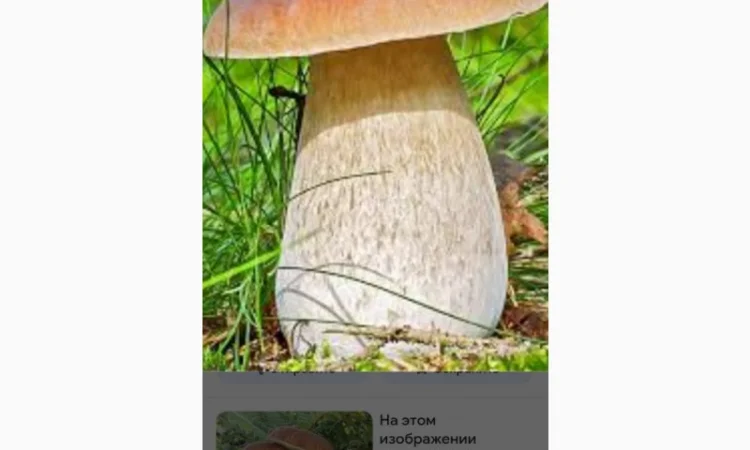 Покупка белых и лисичек сушеных - фото № 2