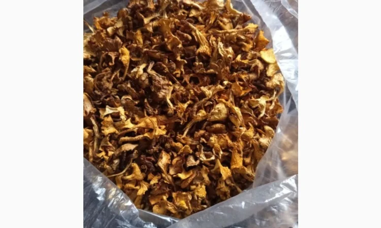 Продажа сушеной лисички хорошего качества - фото № 1