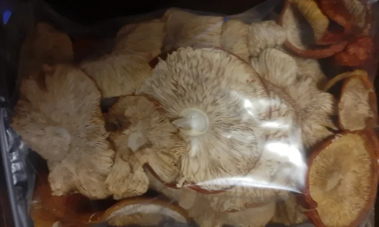 Сушений червоний мухомор на продаж - фото № 1