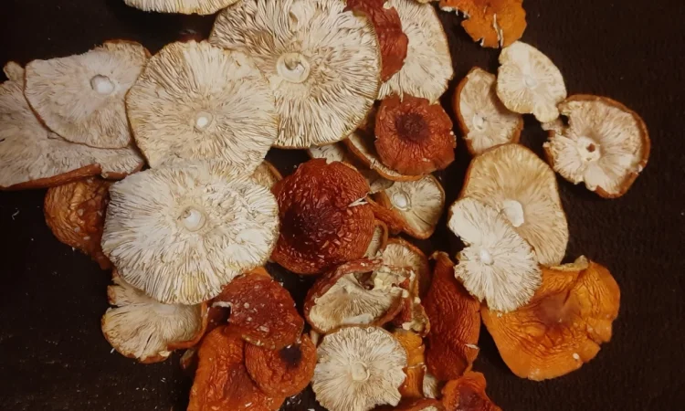 Сушений червоний мухомор на продаж - фото № 2