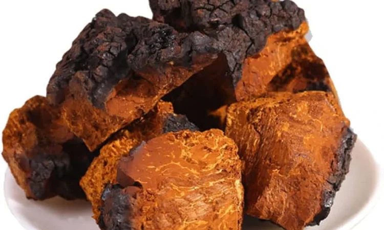 Чага березовая сушеная в кусках - фото № 1