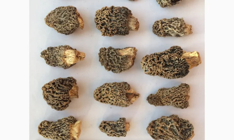 Сморчки сушеные 2025 года на продажу - фото № 7