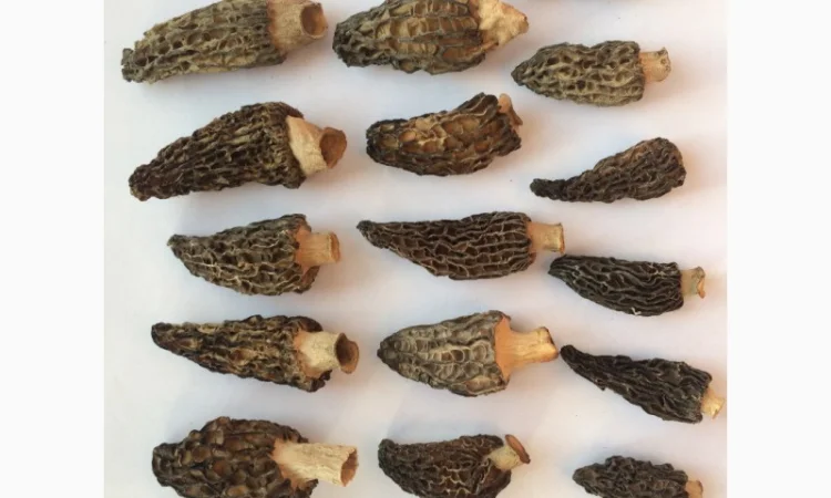 Сморчки сушеные 2025 года на продажу - фото № 3