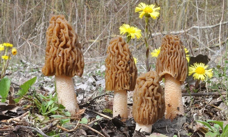 Сморчки сушеные 2025 года на продажу - фото № 4