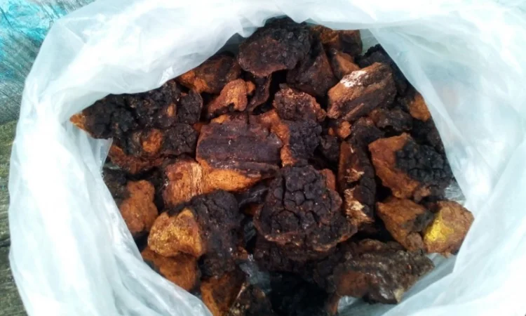 Чага березова сушена на продаж - фото № 2