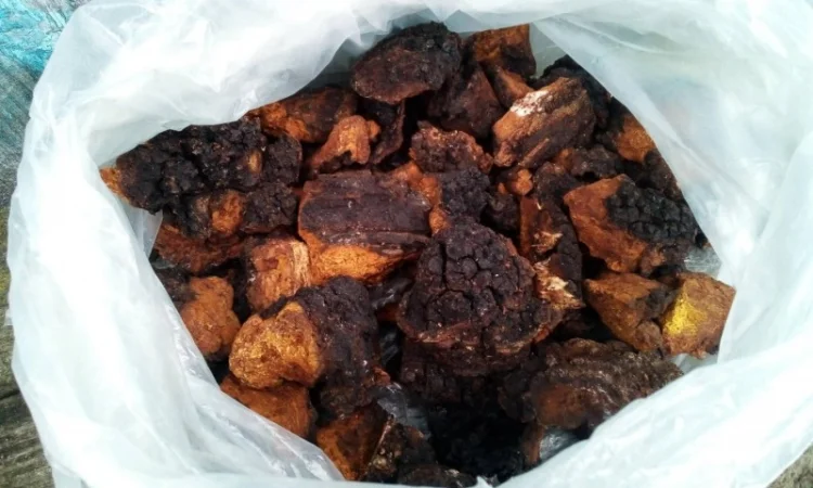 Чага березова сушена на продаж - фото № 3