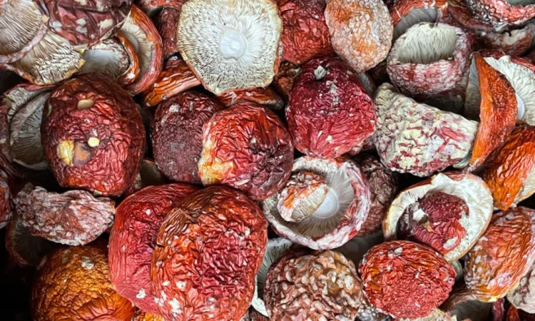 Сушені мухомори першого сорту - фото № 1