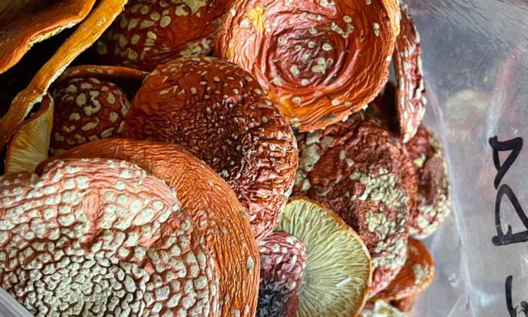 Сушені мухомори першого сорту - фото № 2