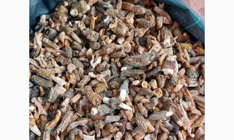 Сушені гриби зморшки на продаж - фото № 3