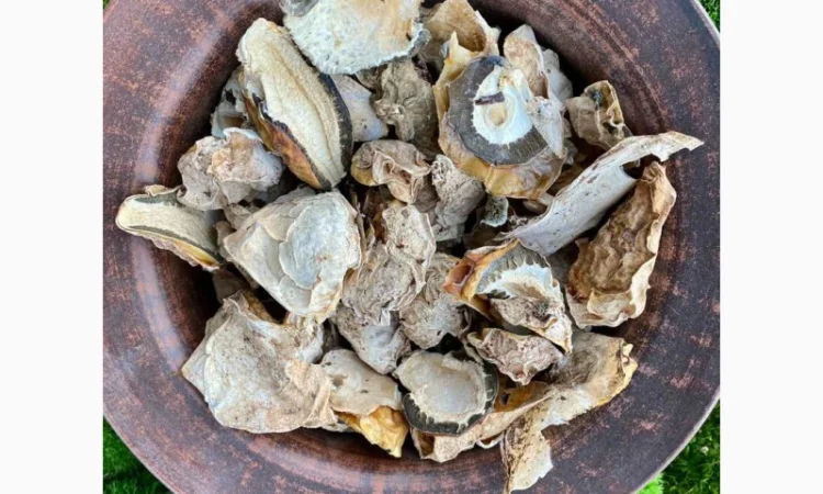 Сушені яйця гриба веселка - фото № 1