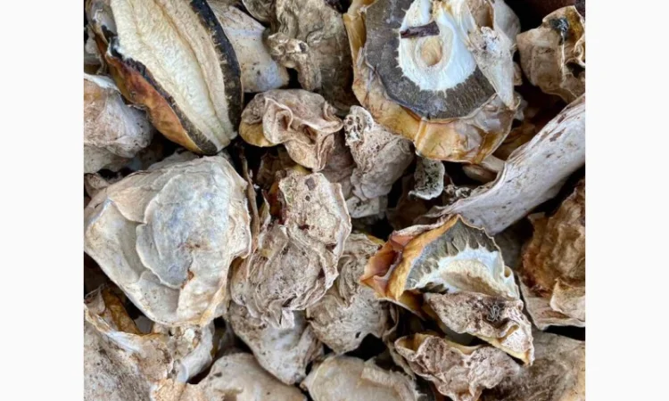 Сушені яйця гриба веселка - фото № 2