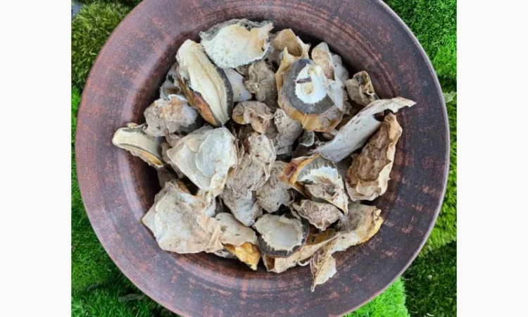 Сушені яйця гриба веселка - фото № 3