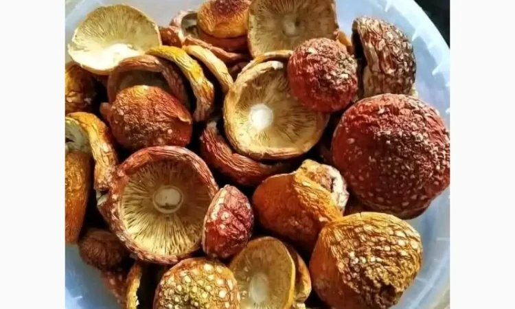 Продажа шляпок червоного мухомора - фото № 1