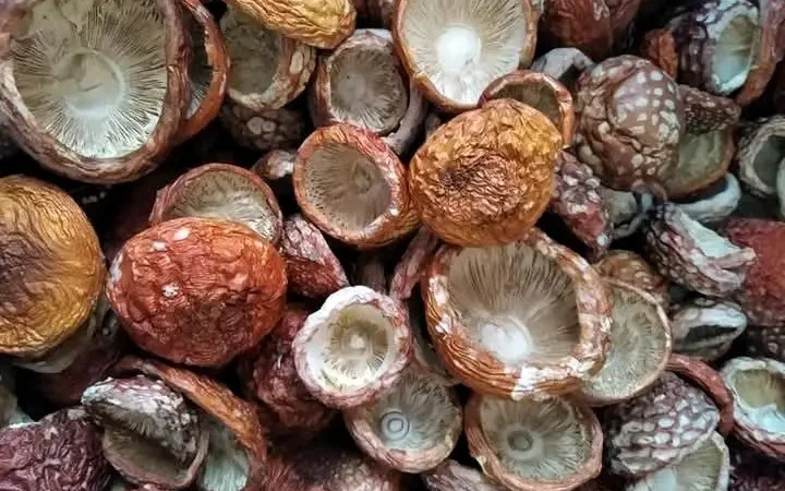 Продажа шляпок червоного мухомора - фото № 2