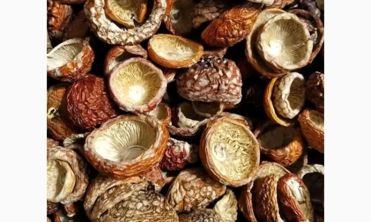 Продажа шляпок червоного мухомора - фото № 4