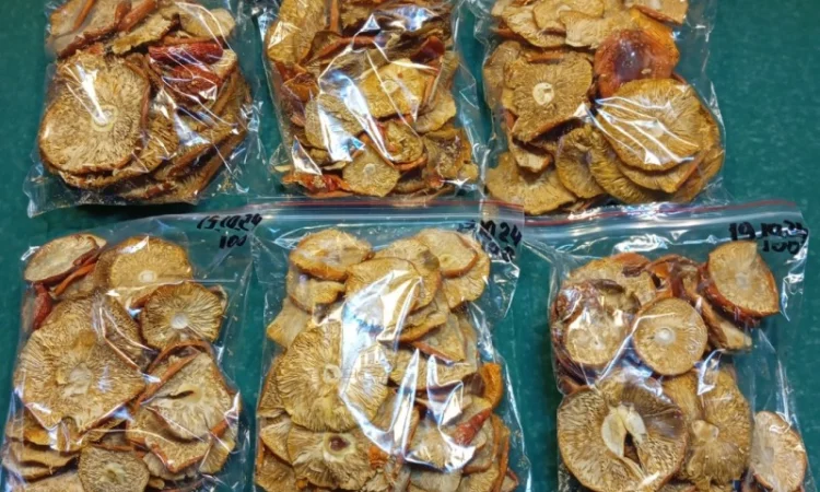 Продажа мухомора червоного 1-2 сорта - фото № 4