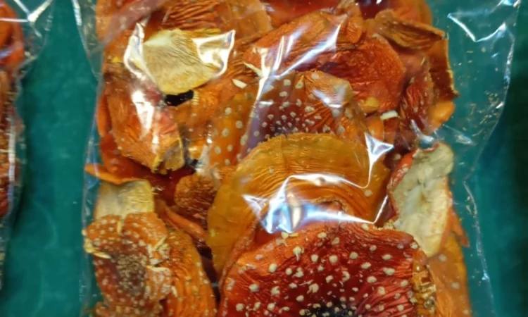 Продажа мухомора червоного 1-2 сорта - фото № 5