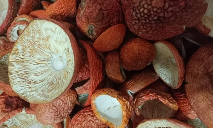 Шапки червоного мухомора на продажу - фото № 2