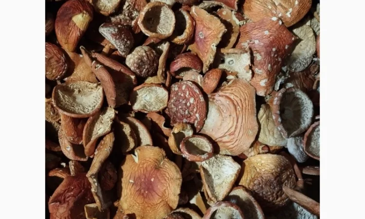 Сушені мухомори червоного кольору - фото № 1