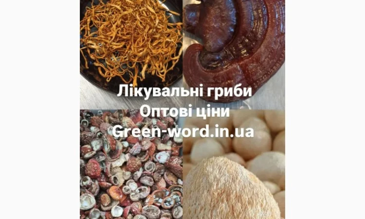 Лікувальні гриби на продаж - фото № 1