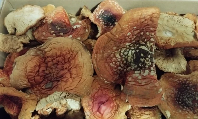 Продаю сушеные мухоморы в небольшом количестве - фото № 1