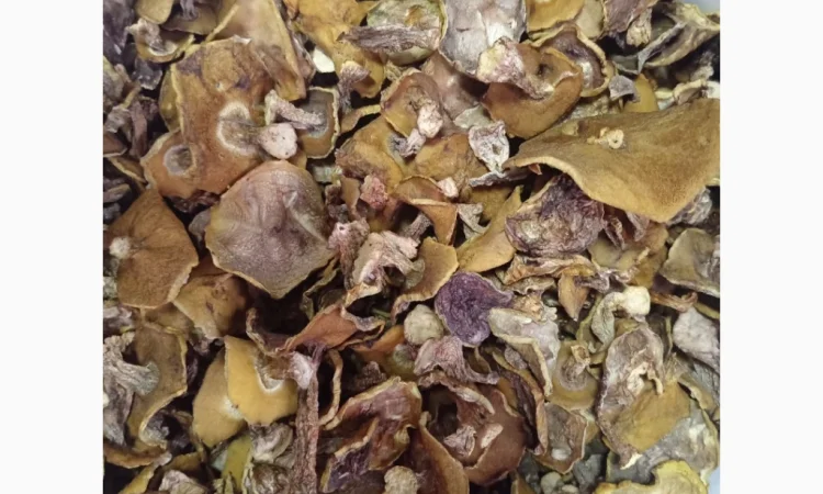 Сушеные маслята на продажу - фото № 1