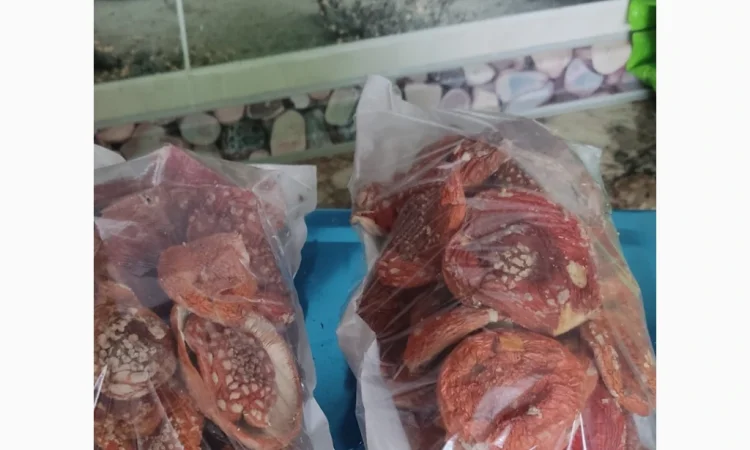 Сушений мухомор червоний на продаж - фото № 3