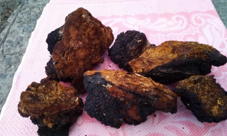 Продаю сушену Чагу березову - фото № 2