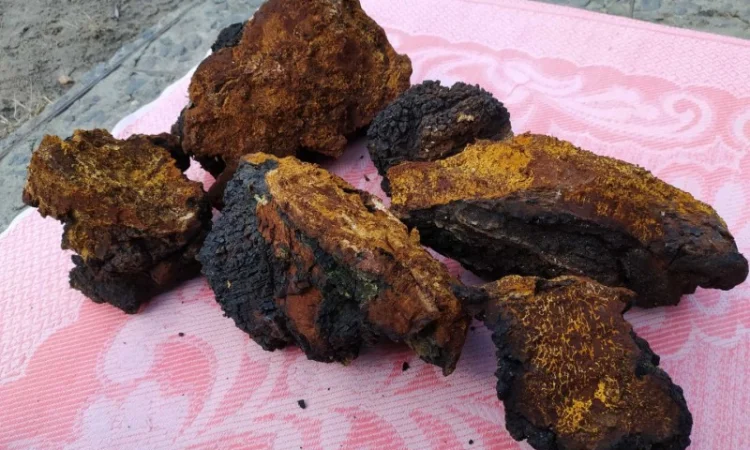 Продаю сушену Чагу березову - фото № 4