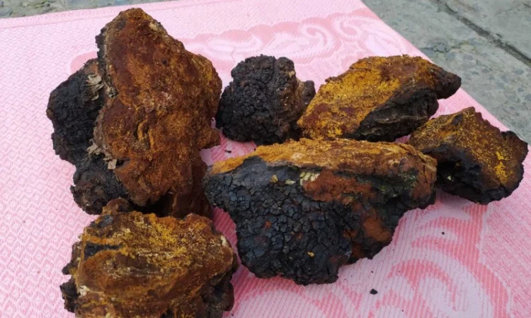 Продаю сушену Чагу березову - фото № 1