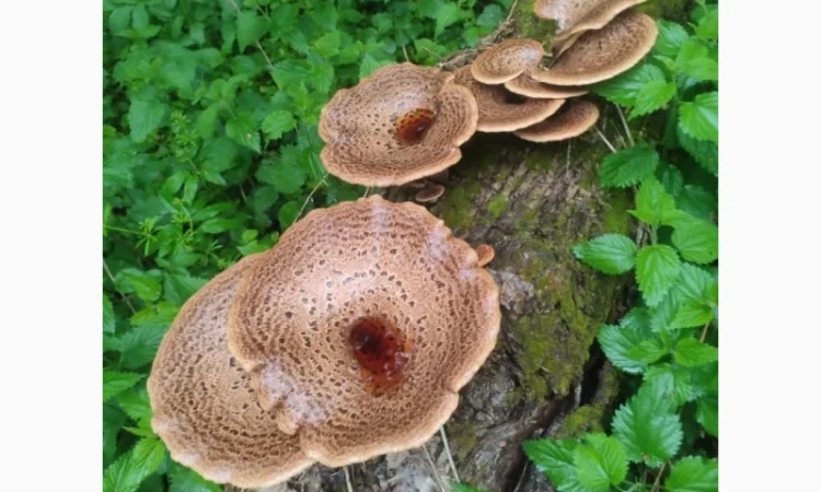 Продажа сухого трутовика лускатий - фото № 1